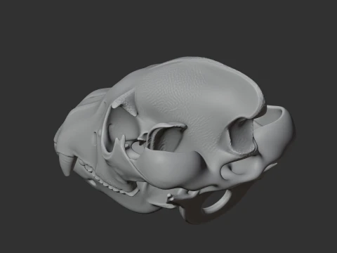 Brown Hyena Skull 3D Model