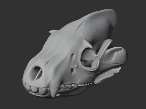 Brown Hyena Skull 3D Model