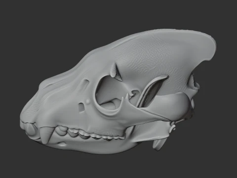 Brown Hyena Skull 3D Model