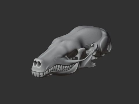 Coast Mole Skull 3D Model