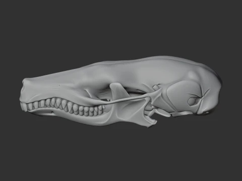 Coast Mole Skull 3D Model