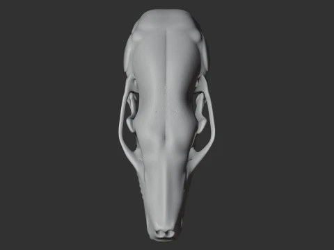 Coast Mole Skull 3D Model