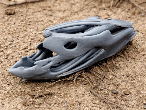 Coelacanth Skull 3D Model