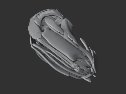 Coelacanth Skull 3D Model