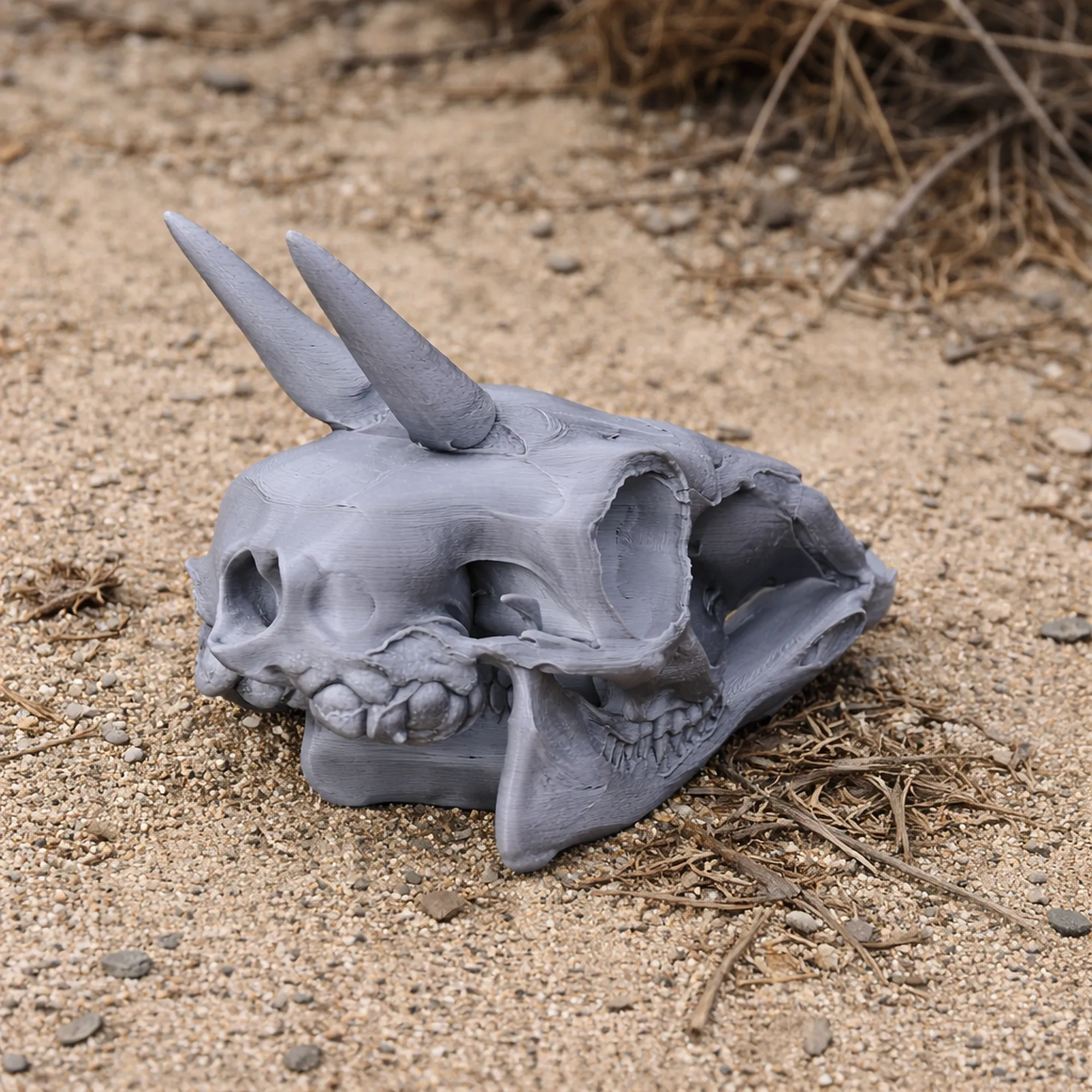 Common Duiker Skull 3D Model .c4d .max .obj .3ds .fbx .stl .blend