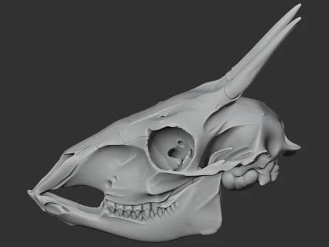 Common Duiker Skull 3D Model