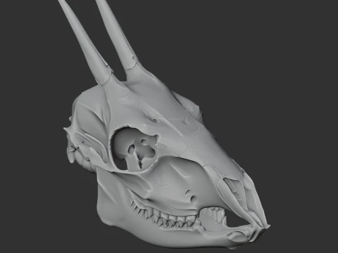 Common Duiker Skull 3D Model