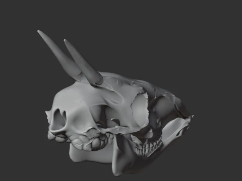 Common Duiker Skull 3D Model