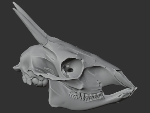 Common Duiker Skull 3D Model
