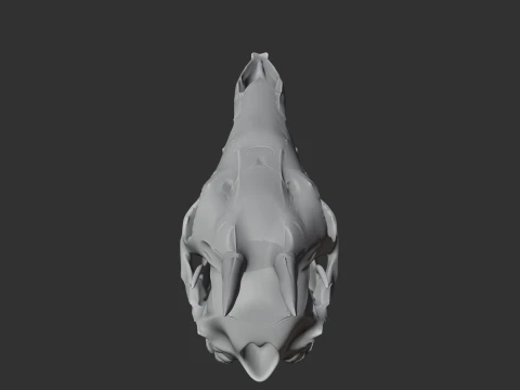 Common Duiker Skull 3D Model