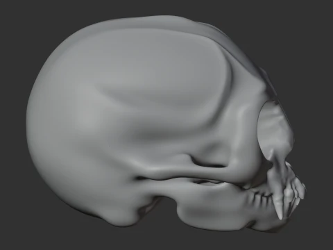 Common Marmoset Skull 3D Model