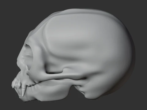 Common Marmoset Skull 3D Model
