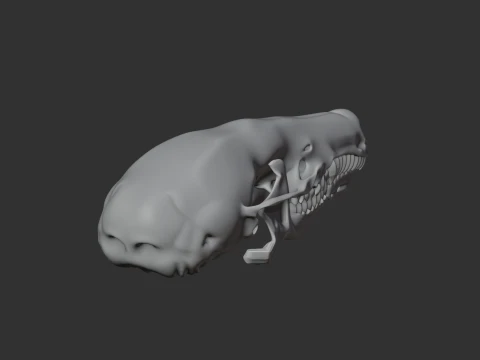 Common Mole Skull 3D Model
