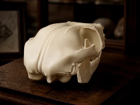 Common Ringtail Possum Skull 3D Model