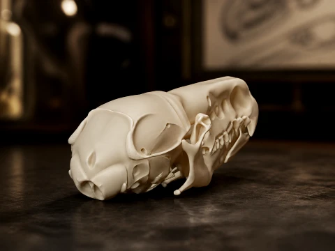 Common Shrew Skull 3D Model
