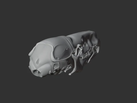 Common Shrew Skull 3D Model