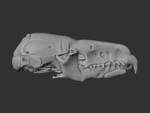 Common Shrew Skull 3D Model