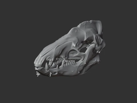 Common Tenrec Skull 3D Model