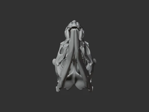Common Tenrec Skull 3D Model