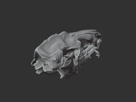 Common Tenrec Skull 3D Model