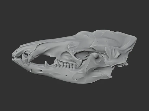 Common Tenrec Skull 3D Model