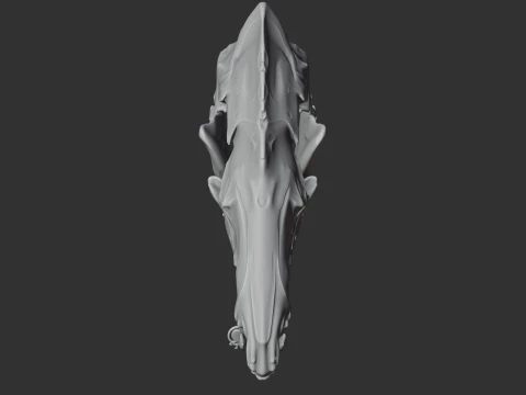 Common Tenrec Skull 3D Model