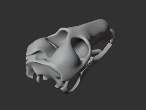 Common Wallaroo Skull 3D Model