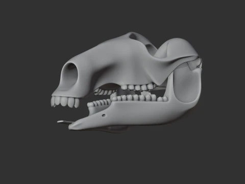 Common Wallaroo Skull 3D Model