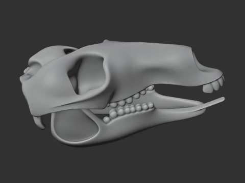 Common Wallaroo Skull 3D Model