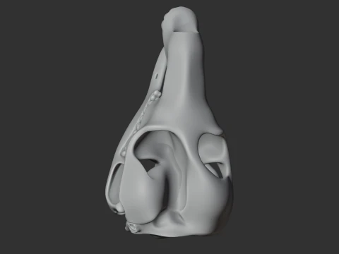 Common Wallaroo Skull 3D Model