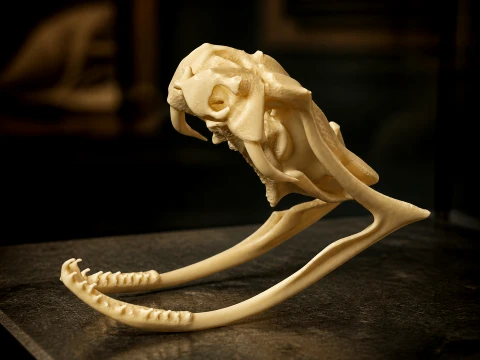 Copperhead Skull 3D Model