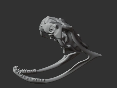 Copperhead Skull 3D Model