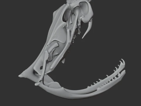 Copperhead Skull 3D Model