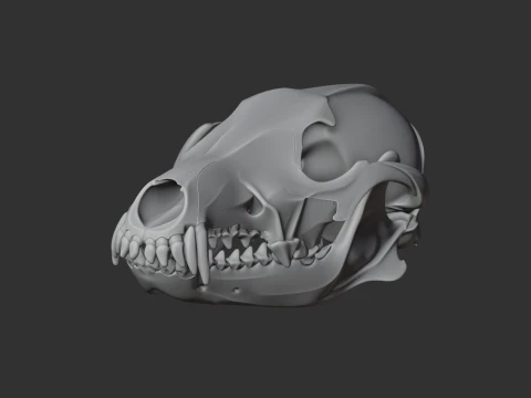Coyote Skull 3D Model