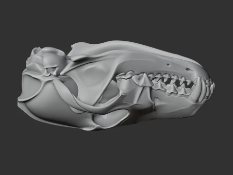 Coyote Skull 3D Model