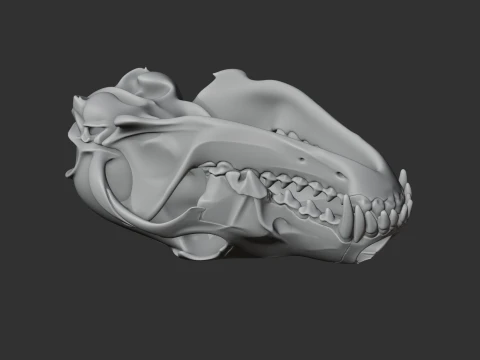 Coyote Skull 3D Model