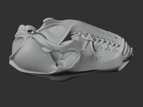 Coyote Skull 3D Model