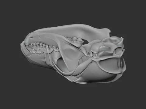 Coyote Skull 3D Model