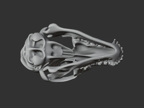 Coyote Skull 3D Model