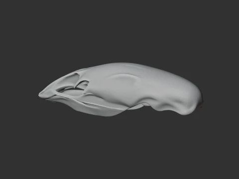 Crested Moa Skull 3D Model