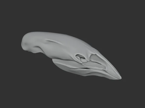 Crested Moa Skull 3D Model