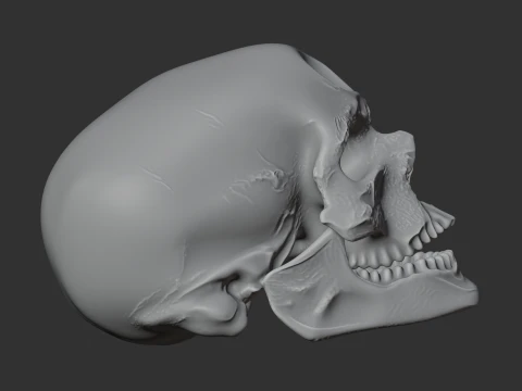 Cro-Magnon Skull 3D Model