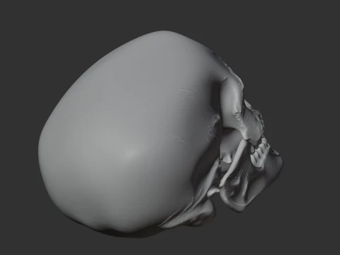 Cro-Magnon Skull 3D Model