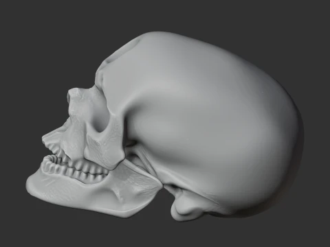 Cro-Magnon Skull 3D Model