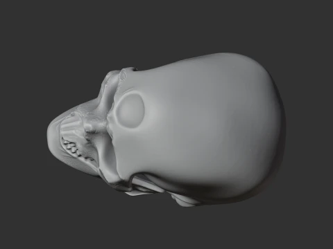 Cro-Magnon Skull 3D Model