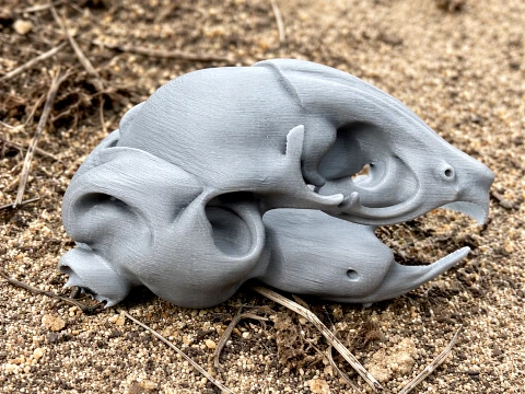 Degu Skull Modèle 3D