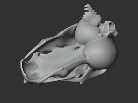 Degu Skull 3D Model