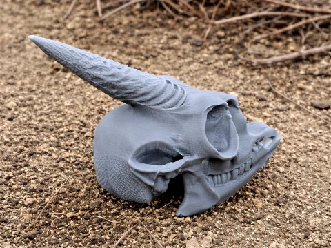 ディクディクの頭蓋骨 3Dモデル