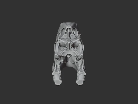 Dilophosaurus Skull 3D Model