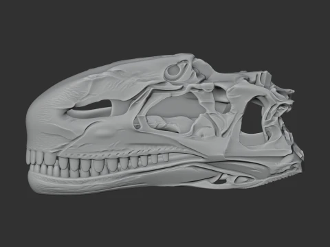 Dilophosaurus Skull 3D Model